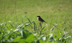 bird-on-green-field